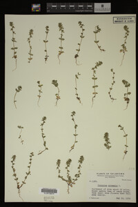 Veronica arvensis image