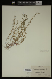 Veronica arvensis image