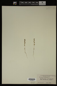 Veronica arvensis image
