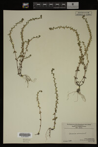 Veronica arvensis image