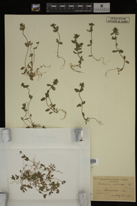Veronica arvensis image