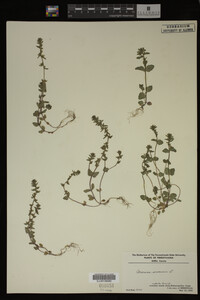 Veronica arvensis image