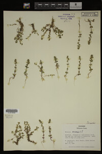 Veronica arvensis image