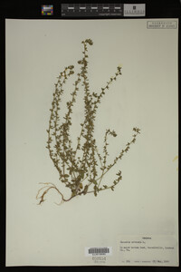 Veronica arvensis image