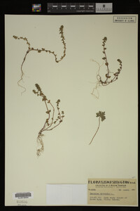 Veronica arvensis image