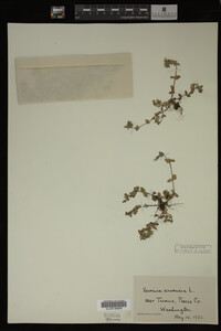 Veronica arvensis image