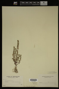 Veronica arvensis image