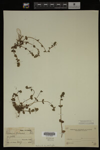 Veronica arvensis image