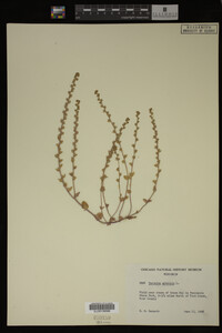 Veronica arvensis image