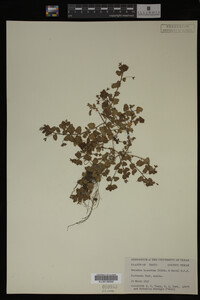 Image Associated With the Occurrence