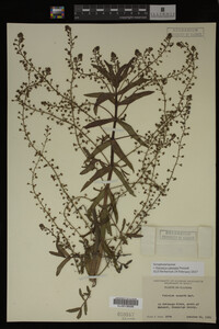 Veronica catenata image