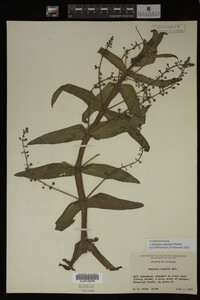Veronica catenata image