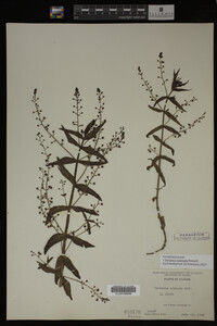 Veronica catenata image
