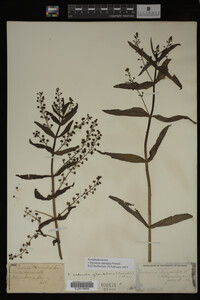 Veronica catenata image