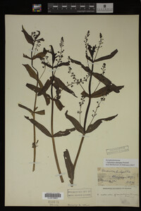 Veronica catenata image