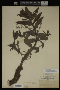 Veronica catenata image