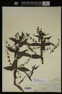 Veronica catenata image