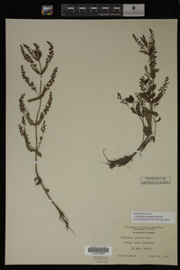 Veronica catenata image
