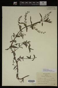 Veronica catenata image
