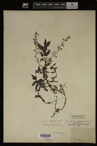 Veronica catenata image