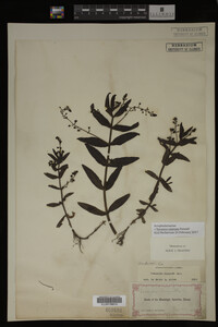 Veronica catenata image