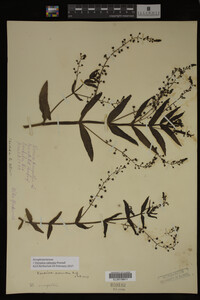 Veronica catenata image
