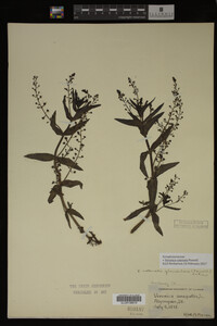 Veronica catenata image