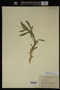 Veronica catenata image