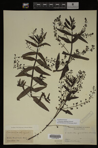 Veronica catenata image