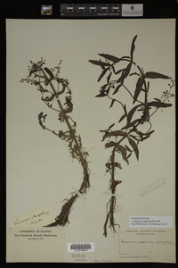 Veronica catenata image