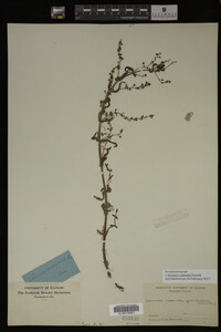 Image Associated With the Occurrence
