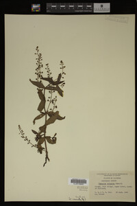 Veronica catenata image