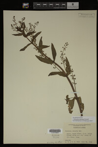 Veronica catenata image