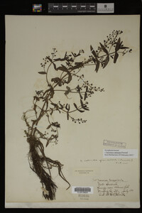 Veronica catenata image
