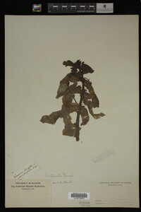 Veronica catenata image