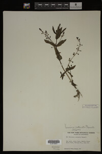 Veronica catenata image