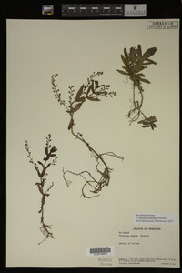Veronica catenata image