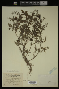Veronica catenata image