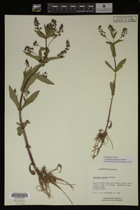 Veronica catenata image