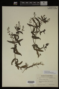 Veronica catenata image