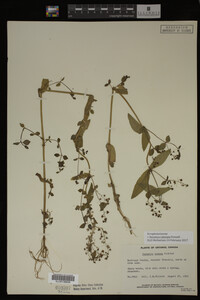 Veronica catenata image