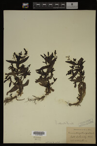 Veronica catenata image