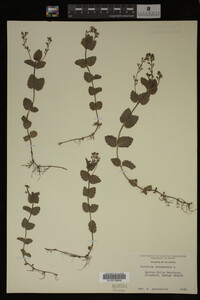 Veronica chamaedrys image