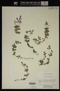 Veronica chamaedrys image