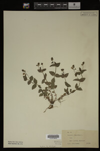 Image Associated With the Occurrence