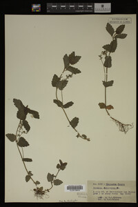 Veronica chamaedrys image