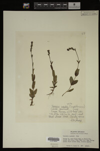 Veronica cusickii image