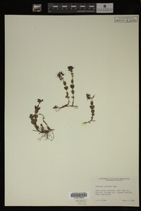 Veronica cusickii image