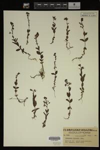 Veronica cusickii image