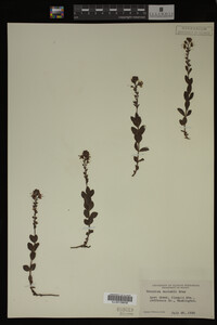Veronica cusickii image